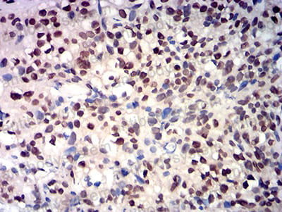 Валидация AntibodySystem RHH30001 (3260)