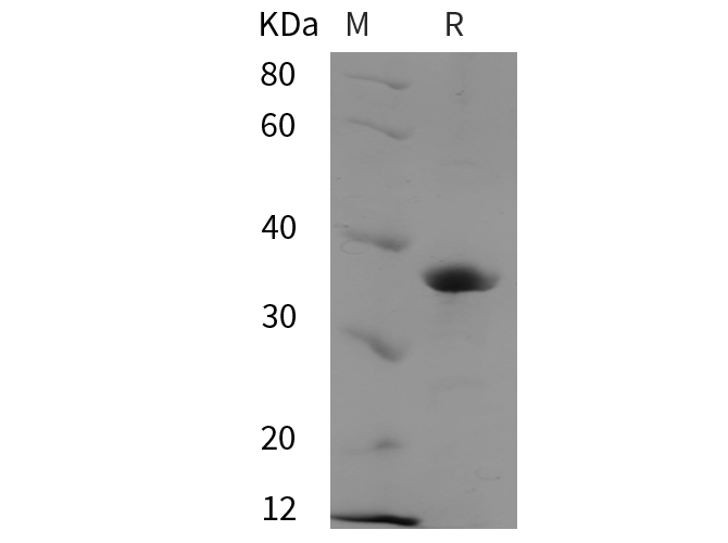 Валидация Elabscience PDEH101020(422)
