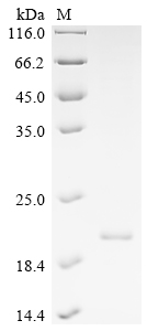 SDS-PAGE