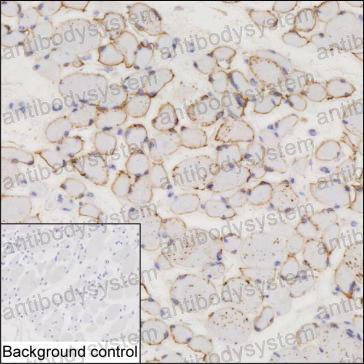 Валидация AntibodySystem RHP05901