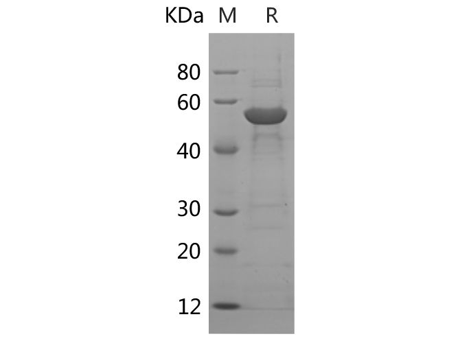 Валидация Elabscience PDEH100673(157)