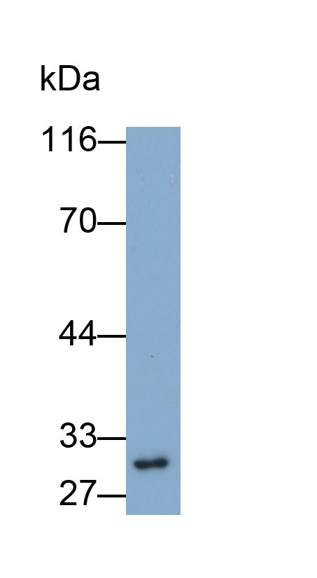 30936