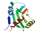 IQ Motif Containing GTPase Activating Protein 3 (IQGAP3)