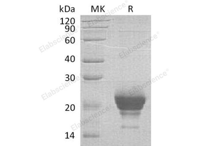 Валидация Elabscience PKSH033003(3388)