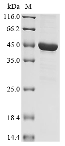 SDS-PAGE