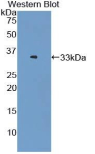 40665