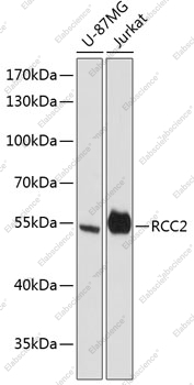 Вестерн-блоттинг, RCC2, различные клеточные линии