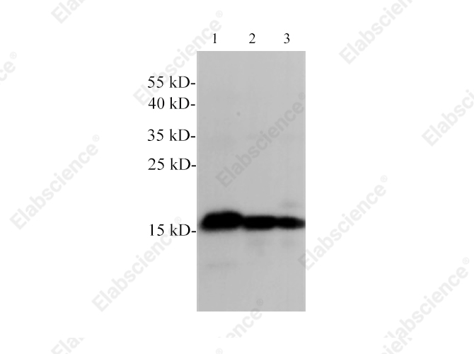Вестерн-блоттинг, Histone H3, клетки HT-29, NIH/3T3 и C6