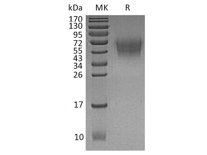 Валидация Elabscience PKSH033728(4006)