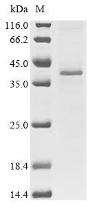 SDS-PAGE