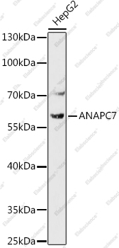 Вестерн-блоттинг, ANAPC7, клетки HepG2