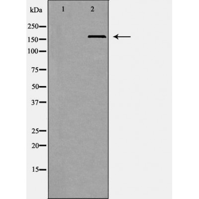 Валидация Affinity DF6841 - 18412