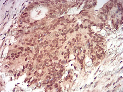 Валидация AntibodySystem RHF53502