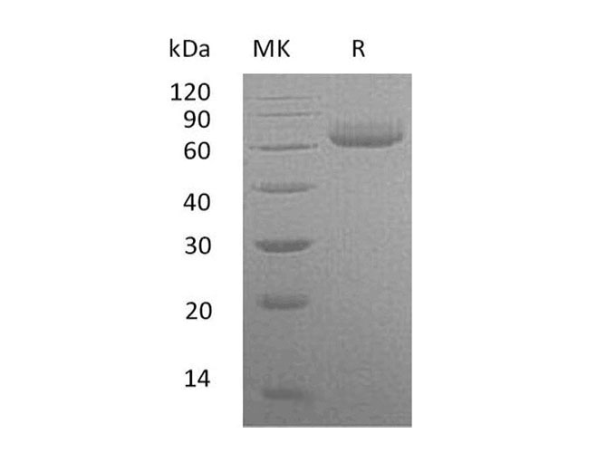Валидация Elabscience PKSH033354(3685)