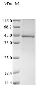 SDS-PAGE