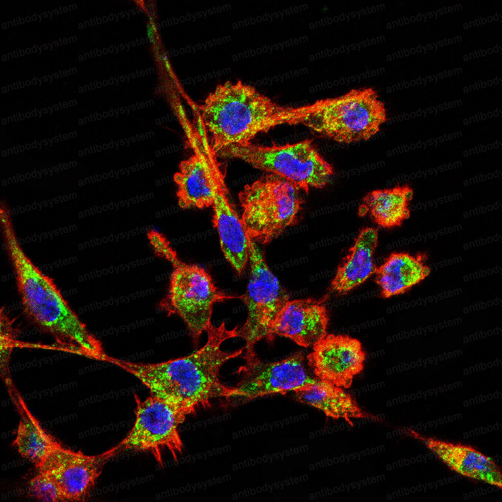 Валидация IF - AntibodySystem RHB76001 (155)