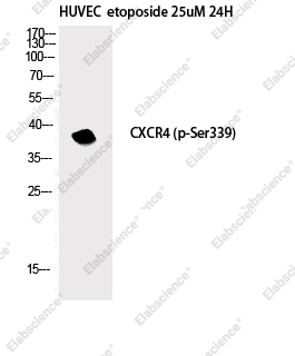Вестерн-блоттинг, Phospho-CXCR4 (Ser339), клетки HUVEC