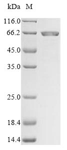 SDS-PAGE