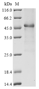 SDS-PAGE