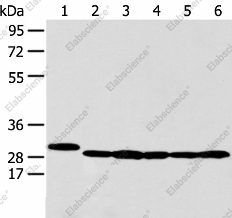 Вестерн-блоттинг, PRDX4, клетки 293T, HepG2, K562 и MCF-7