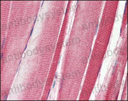 Валидация AntibodySystem RHH38602 (3291)