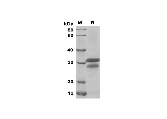 Валидация Elabscience PDEM100167(516)