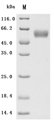 SDS-PAGE
