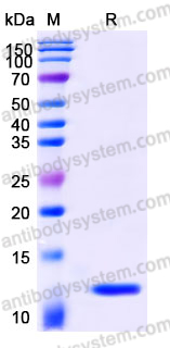 YHD97802, SDS-PAGE