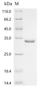 SDS-PAGE