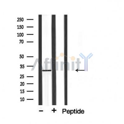 Валидация Affinity DF3962 - 15171