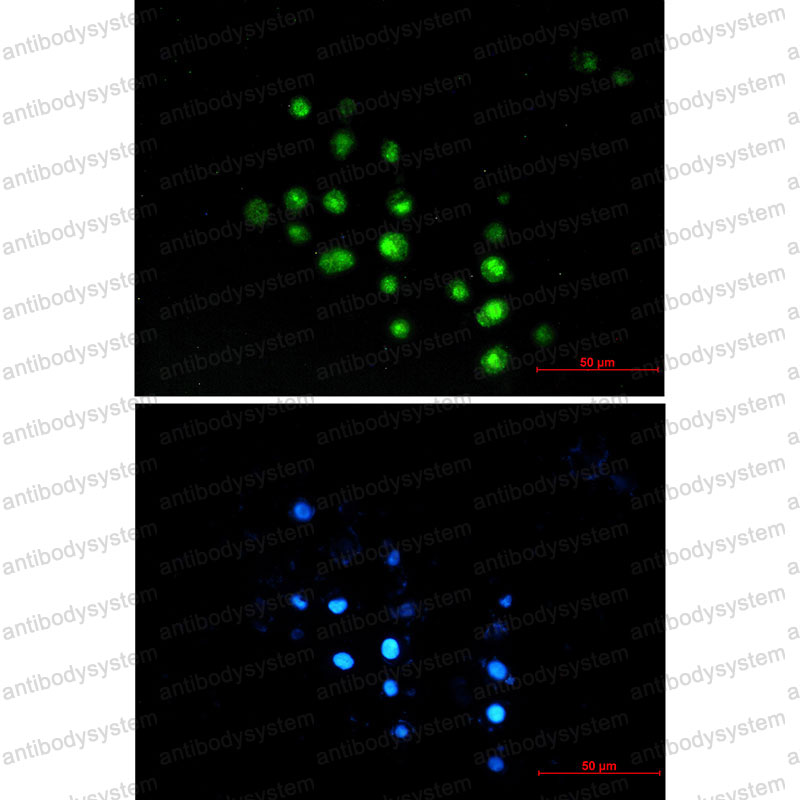 Валидация IF - AntibodySystem RHB05502