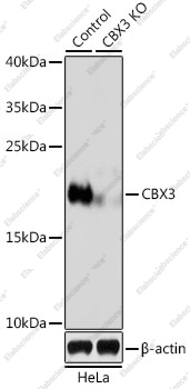 Вестерн-блоттинг, CBX3, клетки HeLa