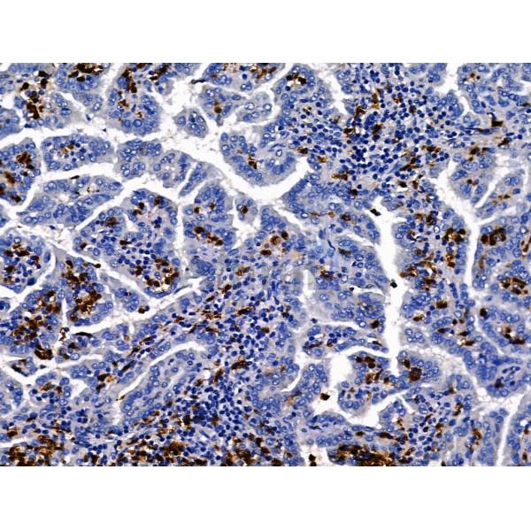 Валидация Affinity DF13442 - 8770