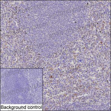 Валидация AntibodySystem RHA30903