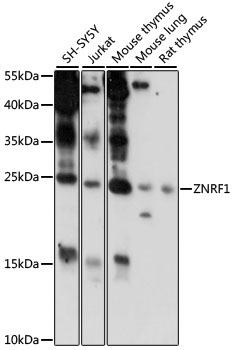 Валидация Elabscience E-AB-91351
