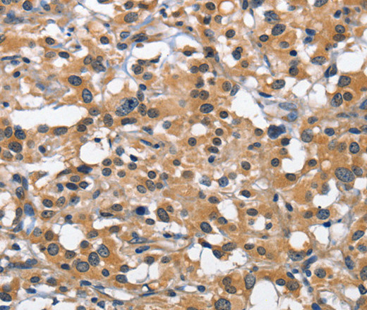 Валидация Elabscience E-AB-13995