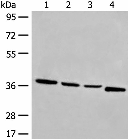Валидация Elabscience E-AB-17894