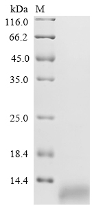 SDS-PAGE
