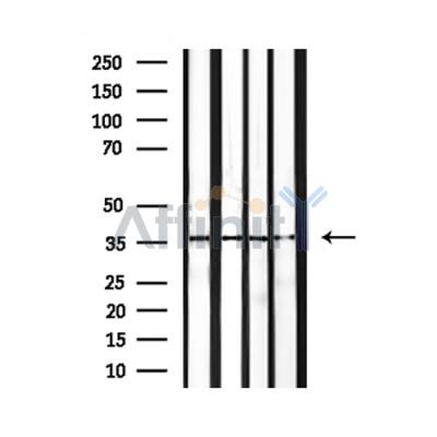 Валидация Affinity DF7518 - 19259