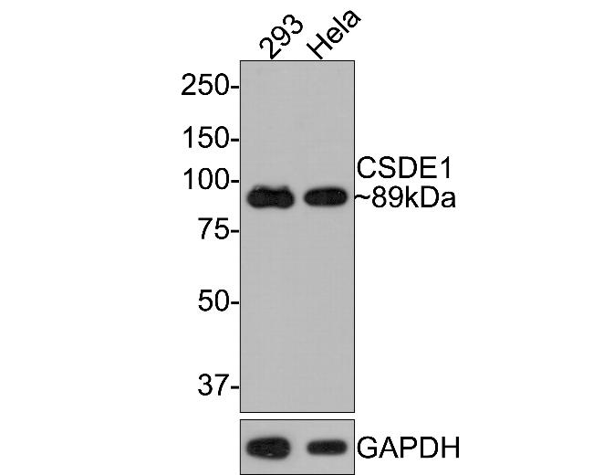 Валидация AssayVector ARM2242(3785)