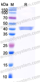 EHK84301, SDS-PAGE
