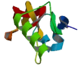 Bone Morphogenetic Protein 2 (BMP2) Bone Morphogenetic Protein 2 (BMP2)