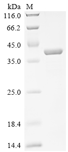 SDS-PAGE