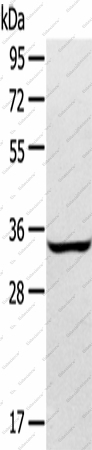 Вестерн-блоттинг, STX2, клетки A172