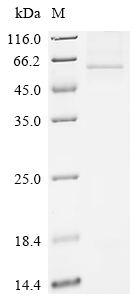 SDS-PAGE