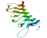 Leucine Rich Repeat Containing G Protein Coupled Receptor 5 (LGR5) Leucine Rich Repeat Containing G Protein Coupled Receptor 5 (LGR5)