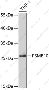 Вестерн-блоттинг, PSMB10, клетки THP-1