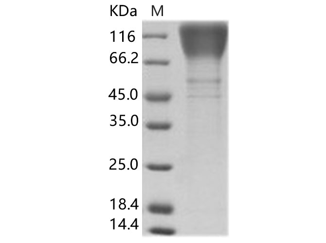 Валидация Elabscience PKSV030181(5958)