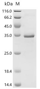 SDS-PAGE