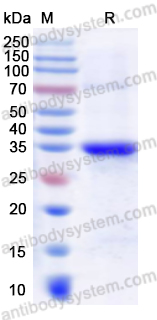 Валидация AntibodySystem YHJ90401